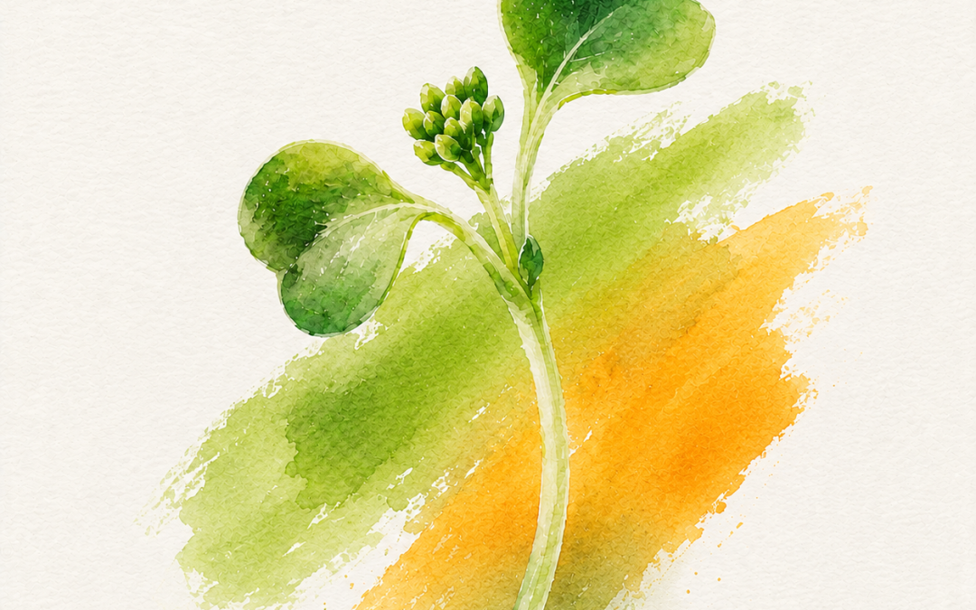 Sulforaphane and Cellular Regulation